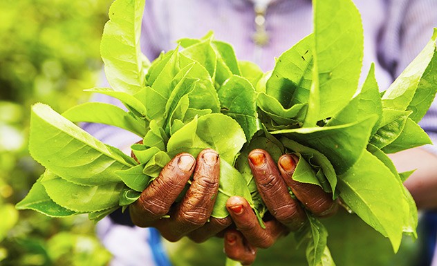 A visit to a tea factory in the tea country - Experience - Sri Lanka In Style